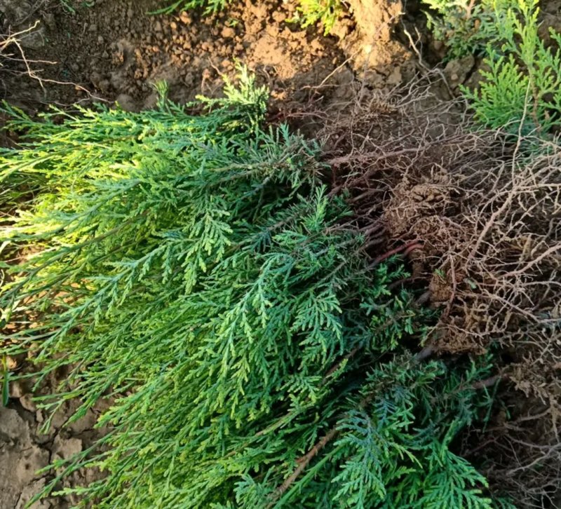 侧柏苗苗高25公分起左右成活率高【包邮】