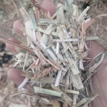 现货批发马场牛场用除尘干净卫生青干草截断柔丝放心牧草谷草