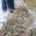 现货批发马场牛场用除尘干净卫生青干草截断柔丝放心牧草谷草