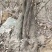 纯野生葛根粉