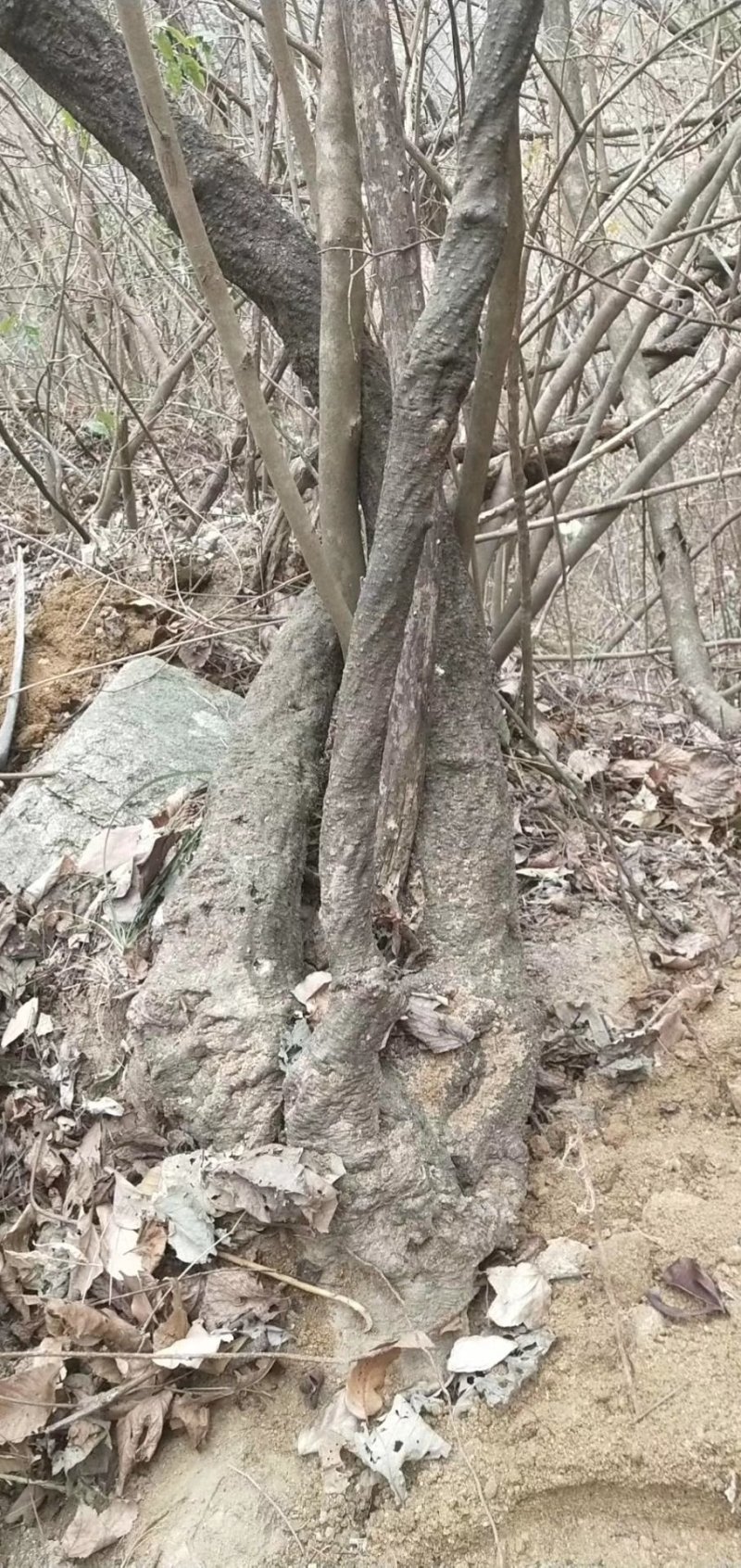纯野生葛根粉