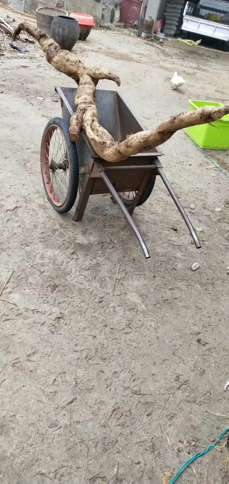 纯野生葛根粉