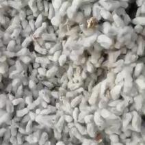 棉籽