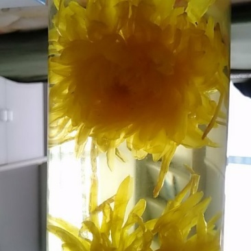 金丝皇菊花欢迎新朋友加入购物车