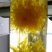 金丝皇菊花欢迎新朋友加入购物车