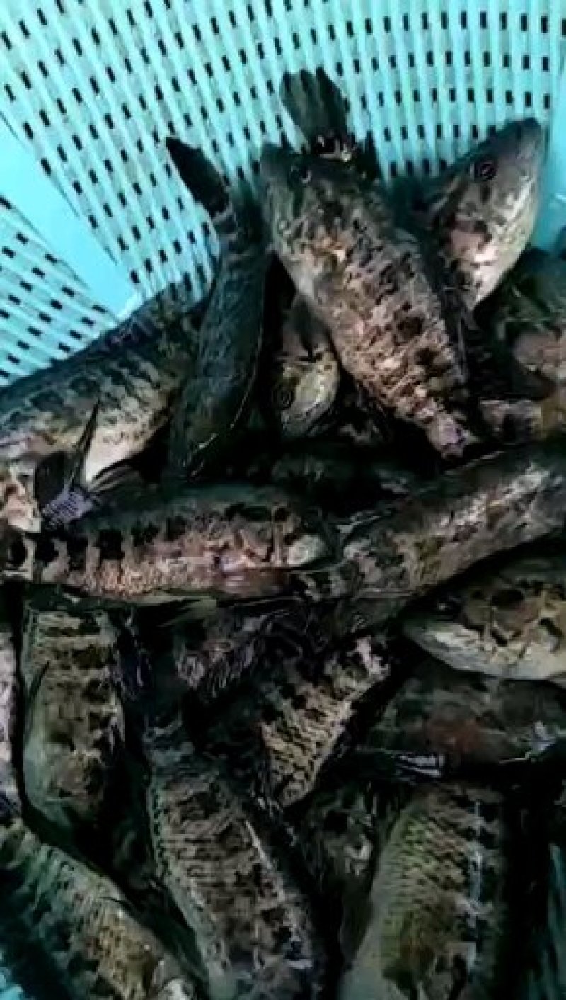 淡水石斑鱼苗石斑鱼苗优质鱼苗售后技术指导