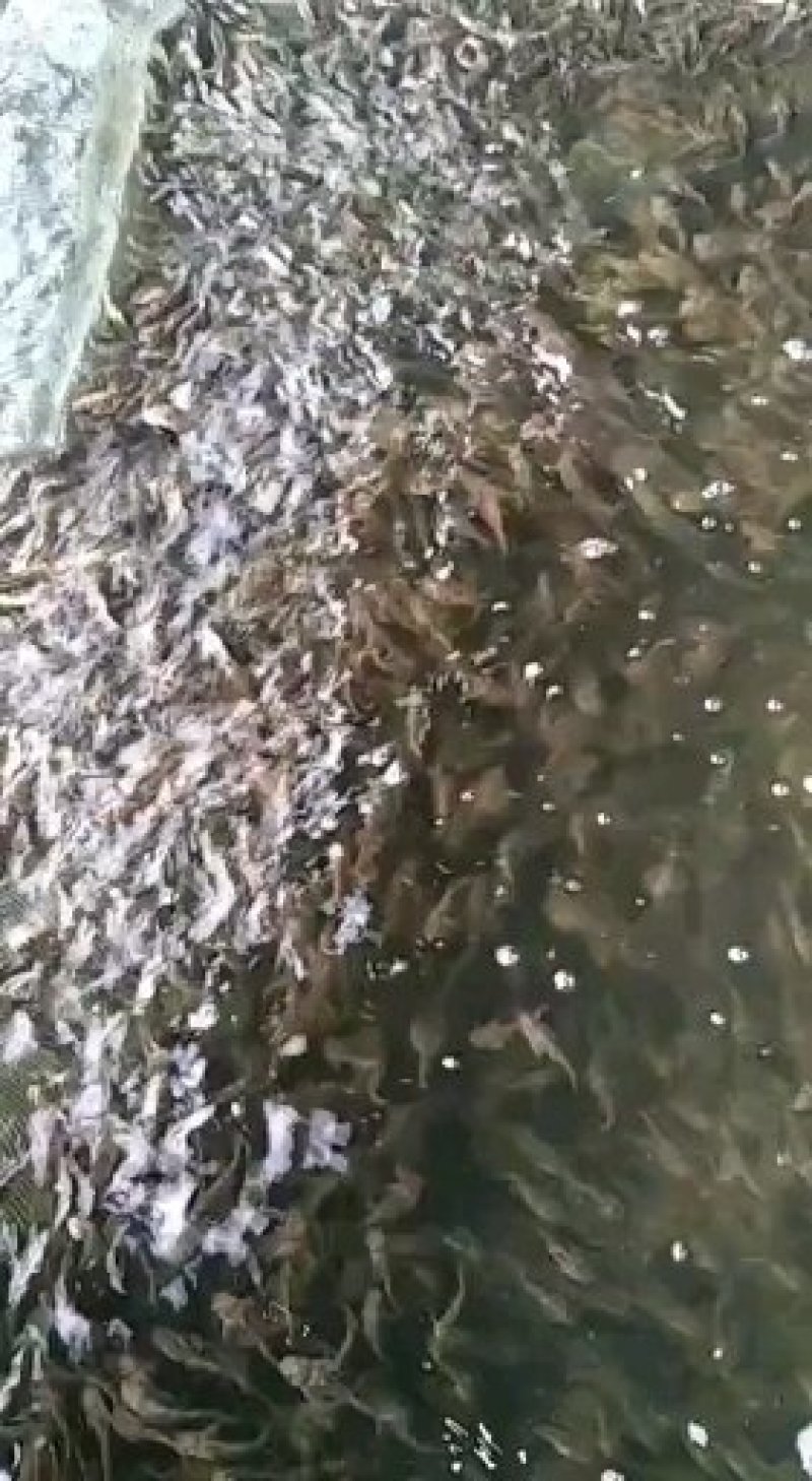 塘虱苗+塘角鱼苗+本地三黄土塘虱苗+滑哥【热卖推荐】