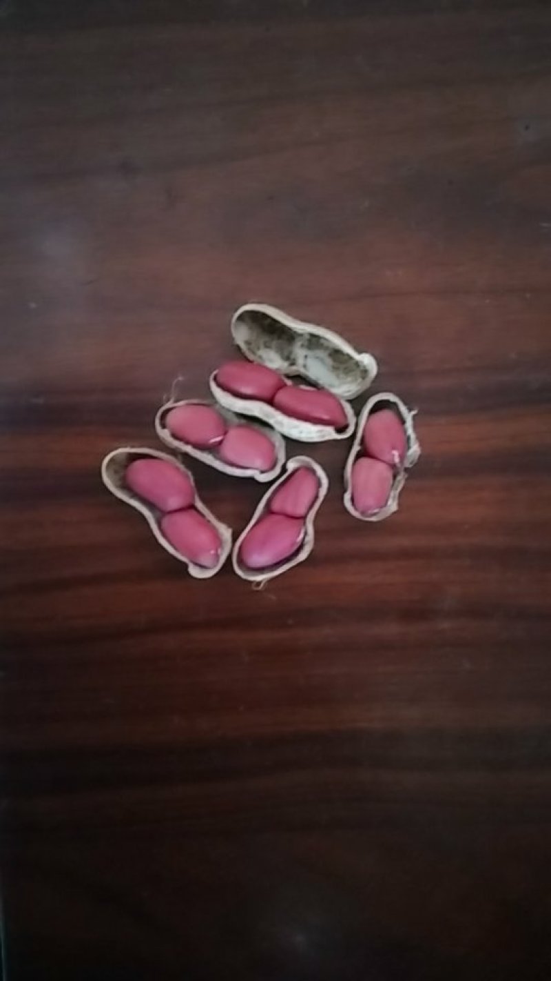 两粒红花生颜色鲜艳颗粒饱满