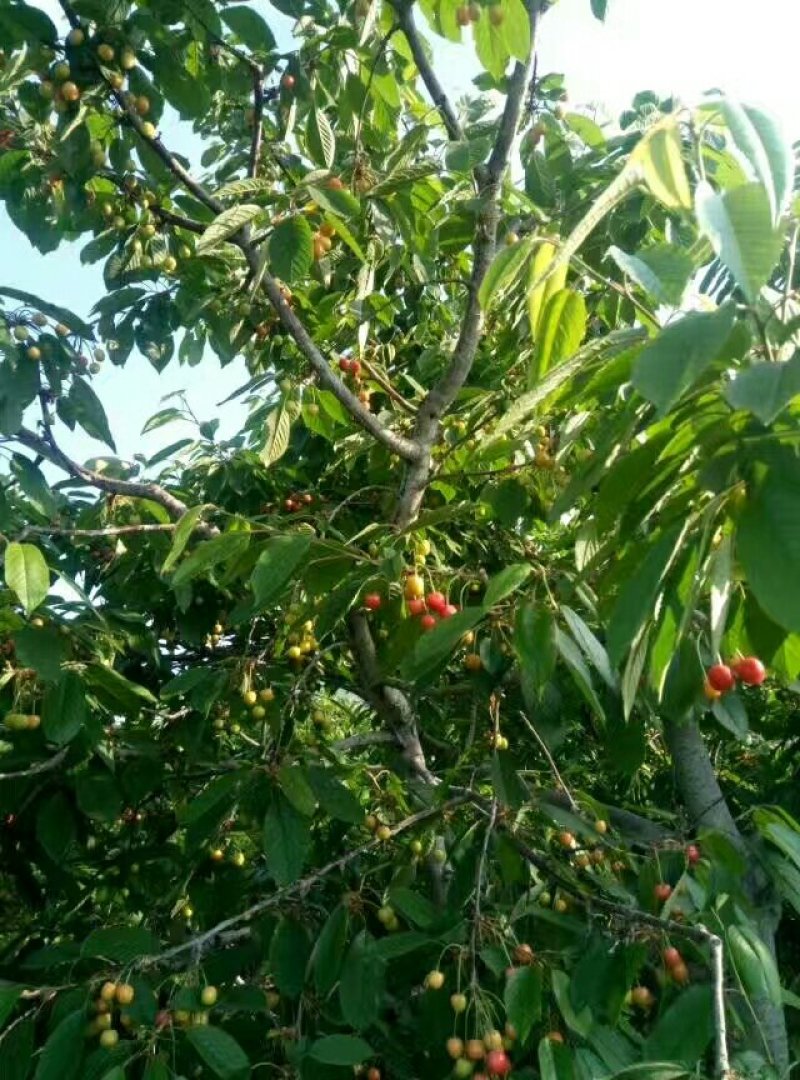 大樱桃树，当年结果的樱桃树，矮化樱桃树苗育苗基地