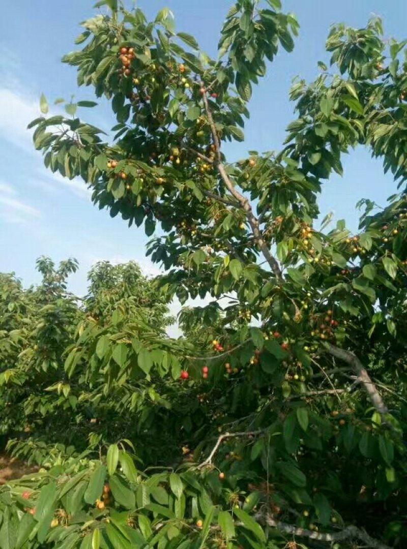大樱桃树，当年结果的樱桃树，矮化樱桃树苗育苗基地
