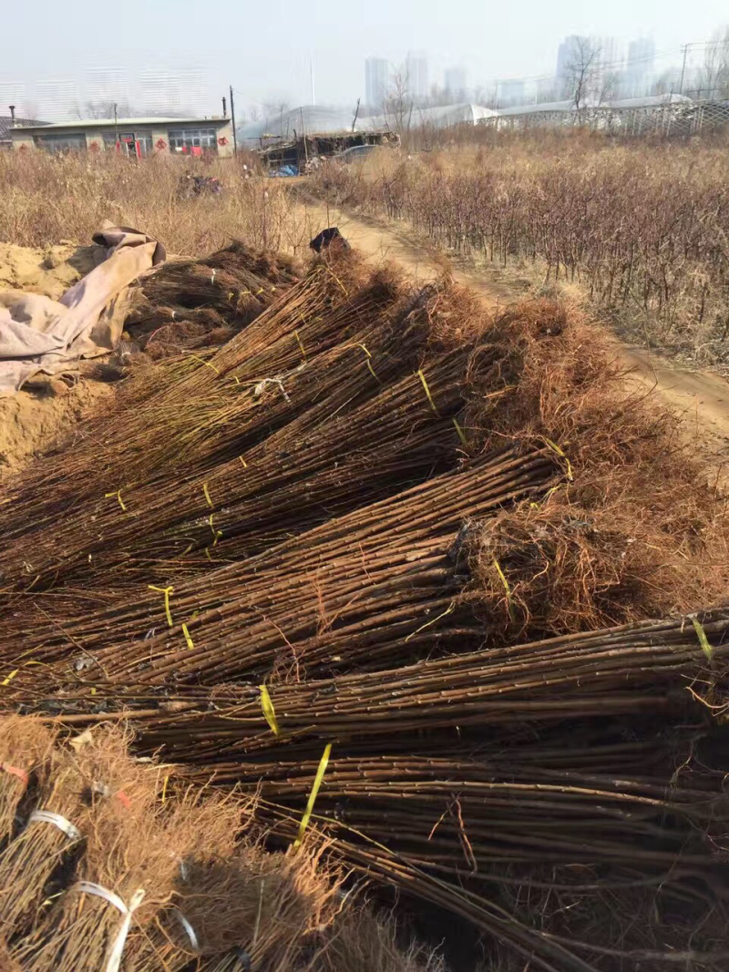 黑霸李子苗半斤重的黑霸王特大个李子苗新品种产地直销