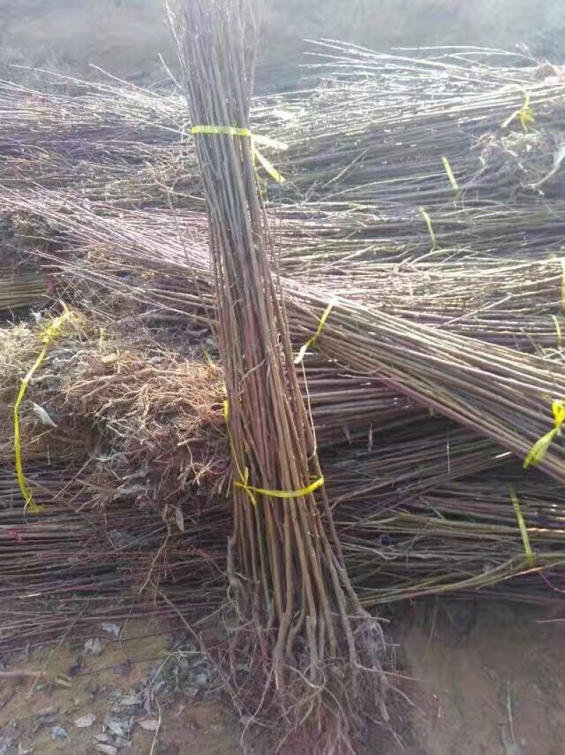 黑霸李子苗半斤重的黑霸王特大个李子苗新品种产地直销