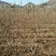 大樱桃树，当年结果的樱桃树，矮化樱桃树苗育苗基地