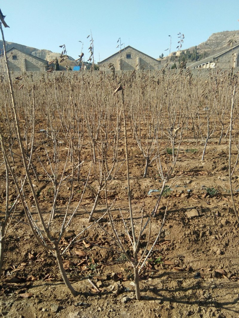 大樱桃树，当年结果的樱桃树，矮化樱桃树苗育苗基地