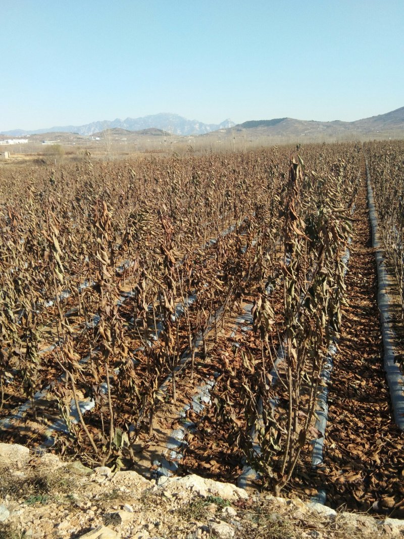 大樱桃树，当年结果的樱桃树，矮化樱桃树苗育苗基地