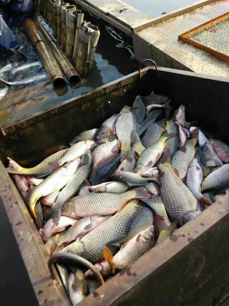 鲤鱼湖北黄冈精品