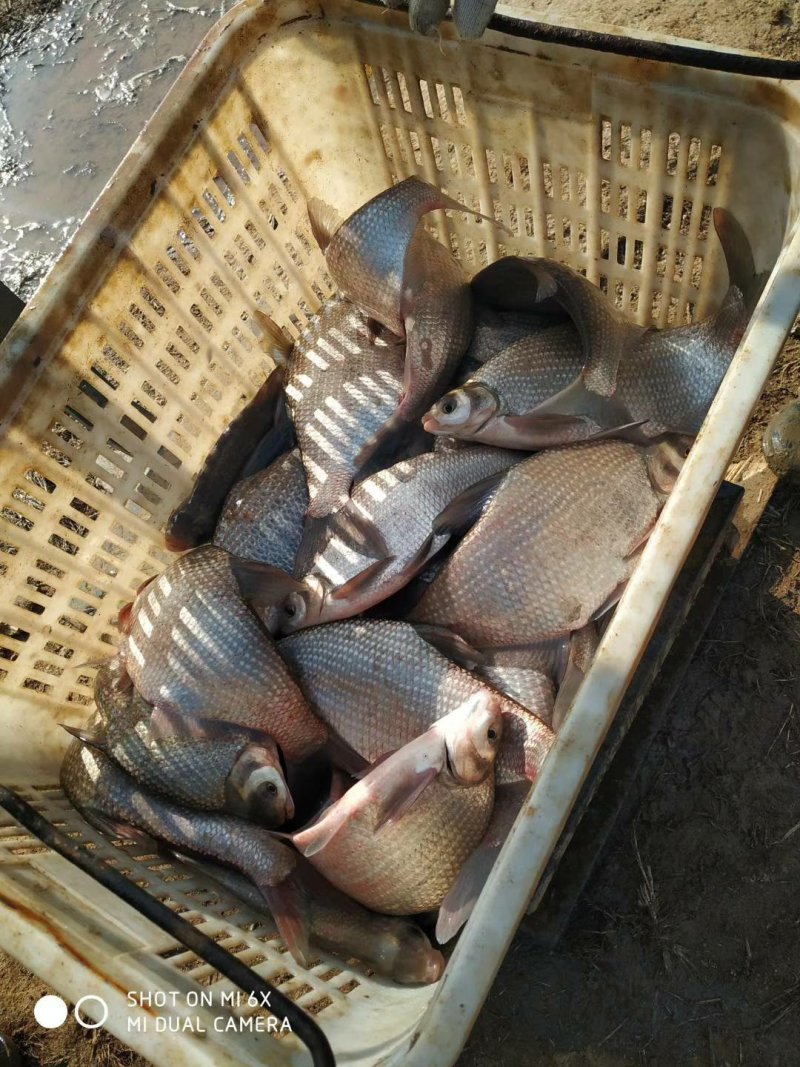 鲤鱼湖北黄冈精品
