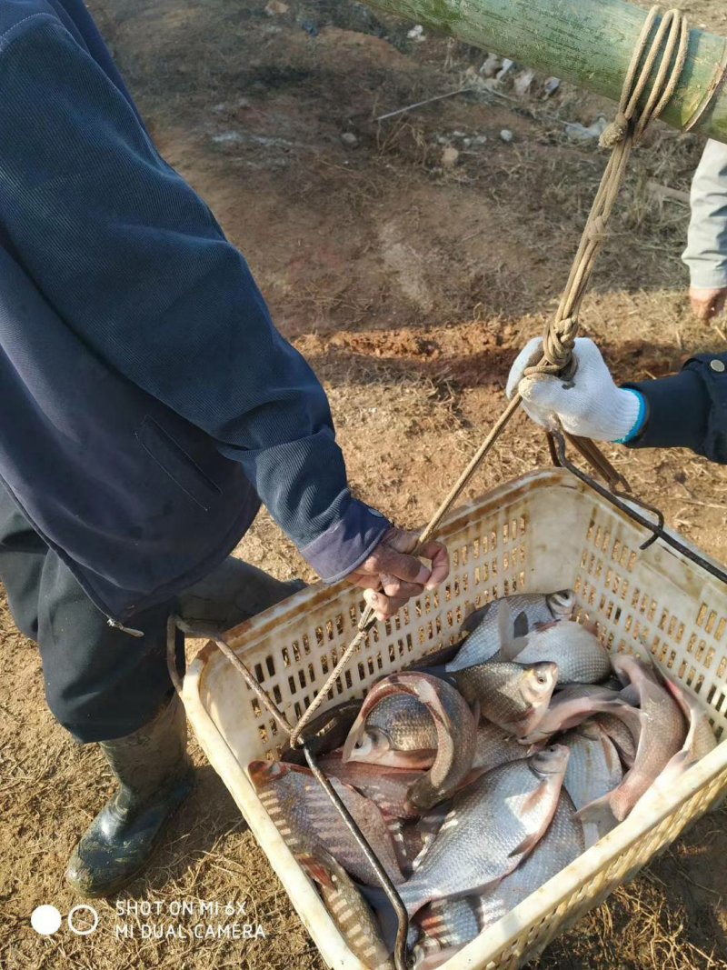 鲤鱼湖北黄冈精品
