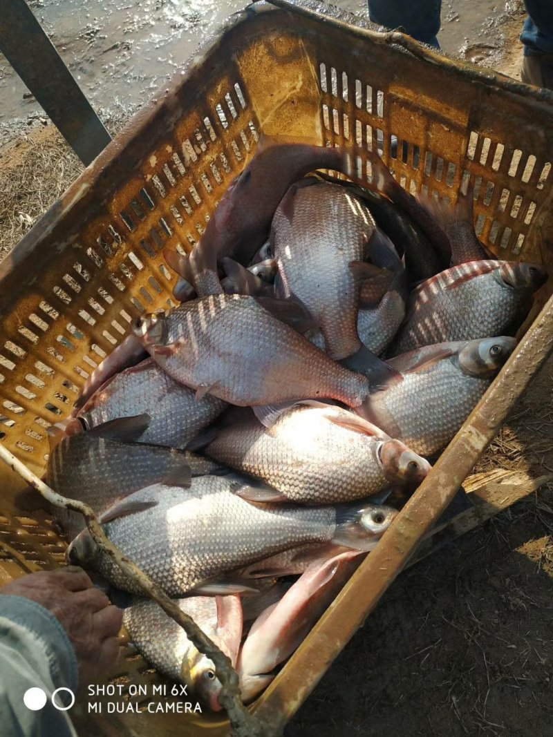 鲤鱼湖北黄冈精品
