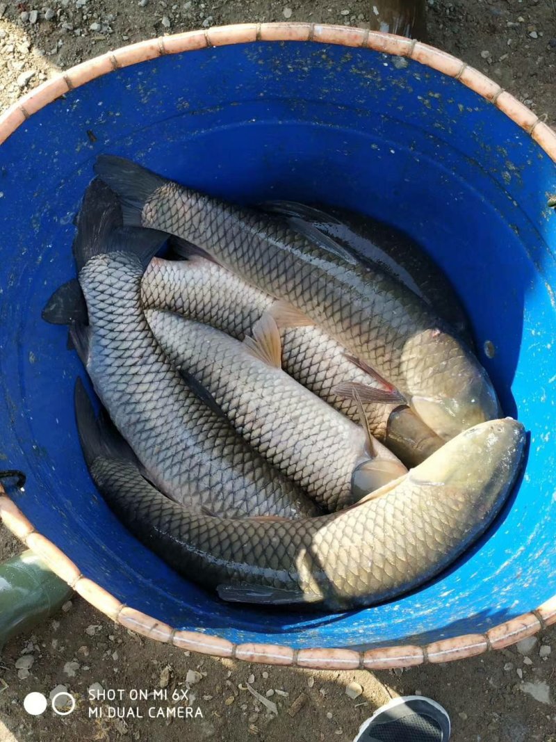 鲤鱼湖北黄冈精品