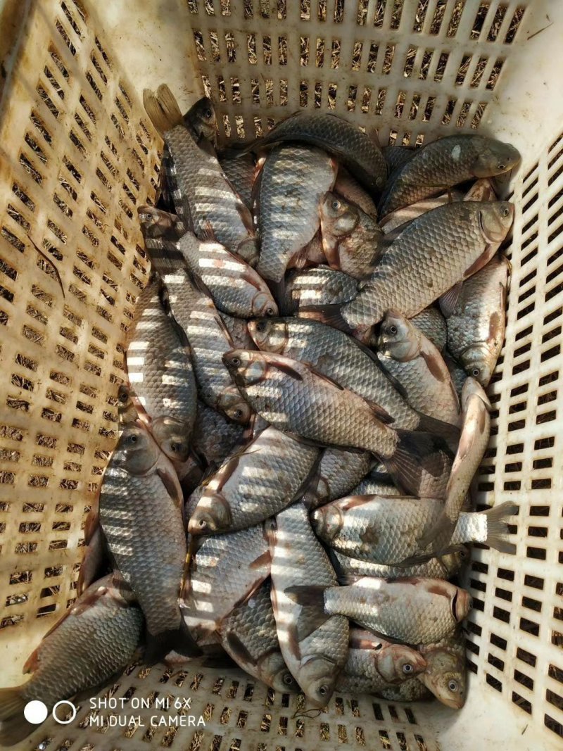 鲤鱼湖北黄冈精品