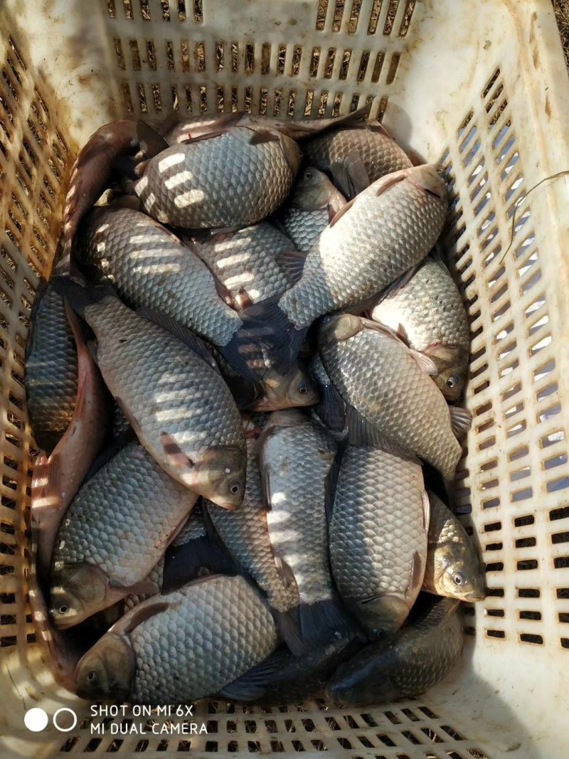 鲤鱼湖北黄冈精品