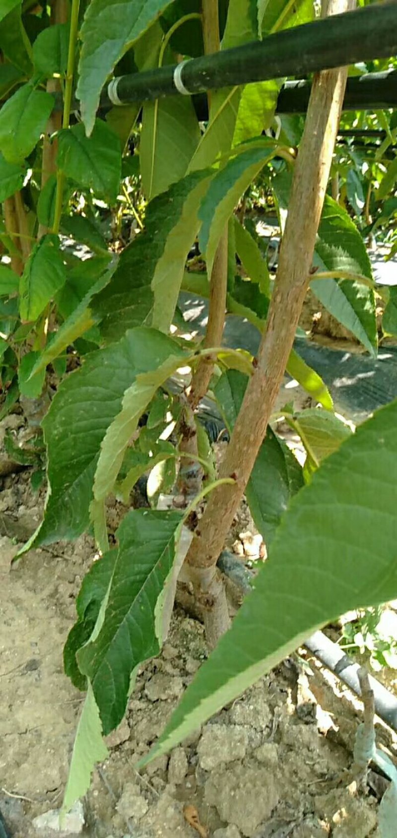 红灯笼樱桃苗，结果最早的矮化樱桃树苗，山东矮化樱桃树苗