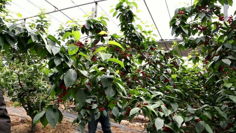 【热卖中】矮化樱桃树吉塞拉砧木大樱桃树樱桃树栽植管理