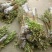 红火箭紫薇苗【速生苗】易栽型耐寒适合南方北方栽植