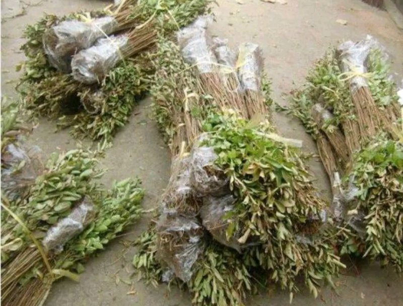 红火箭紫薇苗【速生苗】易栽型耐寒适合南方北方栽植