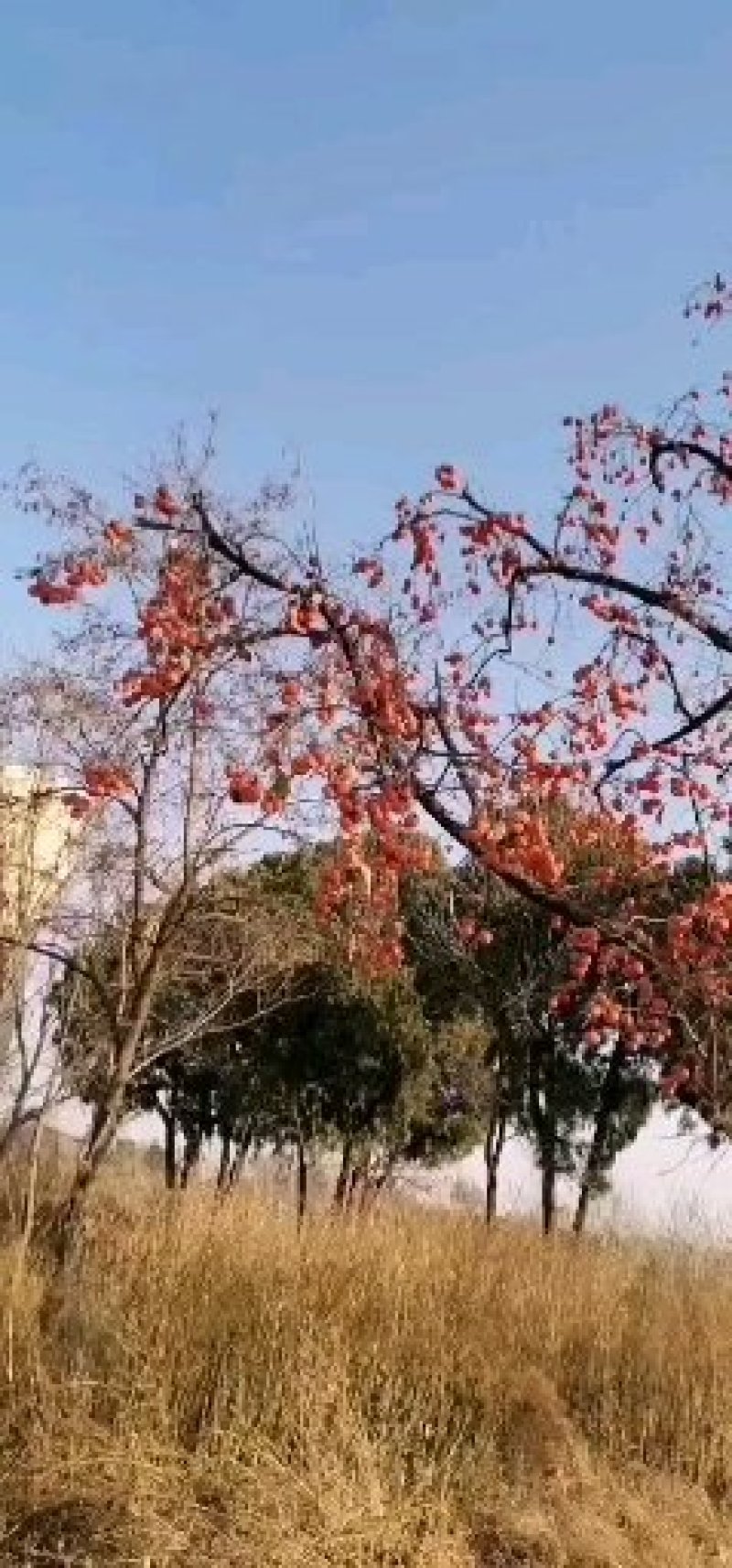 山西柿饼晋南柿饼