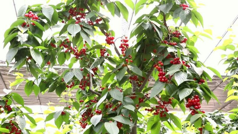 【进店看樱桃树】矮化大樱桃树山东矮化樱桃树苗基地大棚栽植