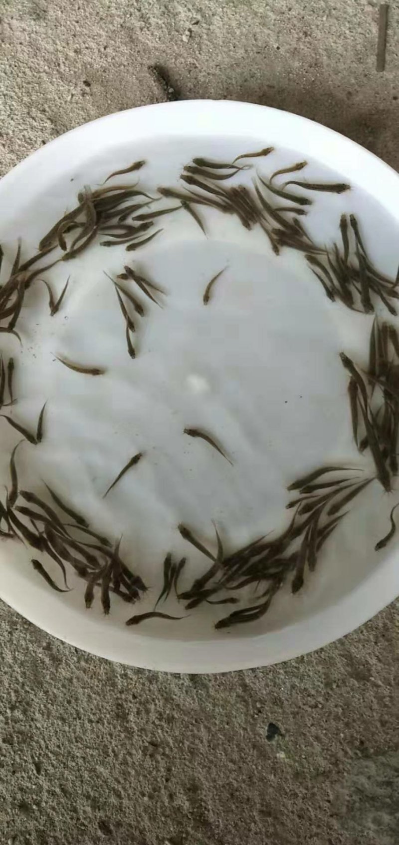 易养高产泥鳅鱼/苗十供自孵水花/全国包邮/包活