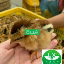 出售成长快包邮包路损包打疫苗灵山麻鸡苗