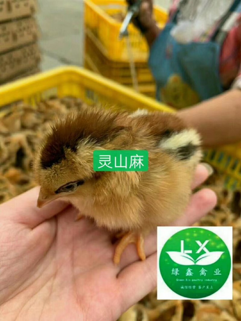 出售成长快包邮包路损包打疫苗灵山麻鸡苗