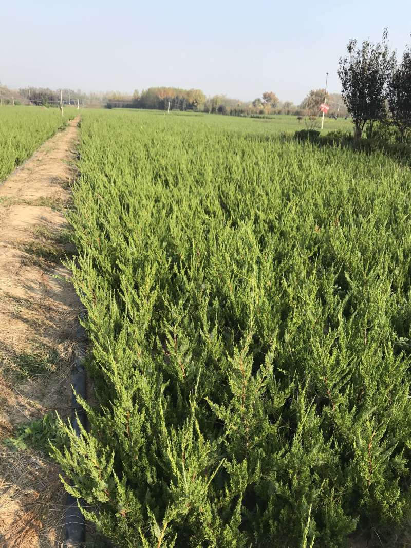 龙柏50左右高度20维度1.8元上车特价处理