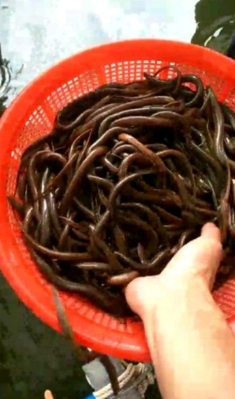 黄鳝鱼苗/繁殖基地直销全国包邮包活