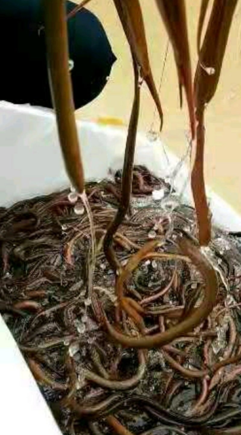 黄鳝鱼苗/繁殖基地直销全国包邮包活全程技术指导跟踪