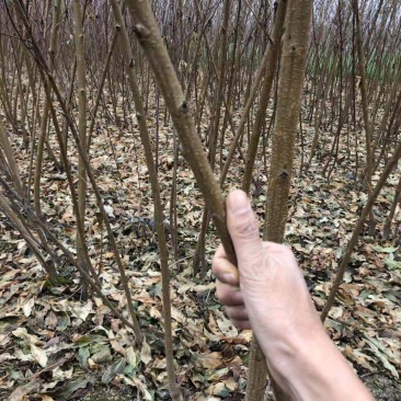 杏树苗，芒果杏，荷兰香蜜杏，吊干杏，苗圃现挖，产地直供