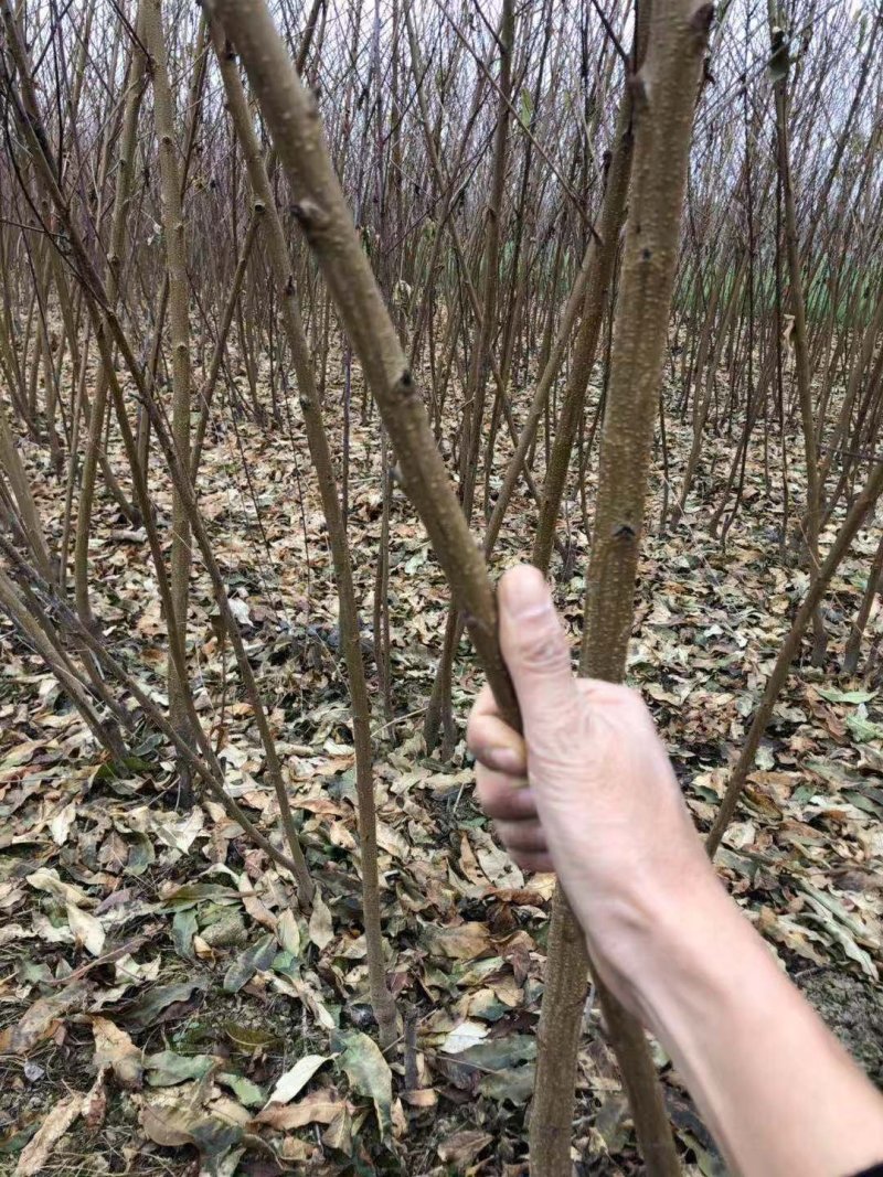 杏树苗，芒果杏，荷兰香蜜杏，吊干杏，苗圃现挖，产地直供