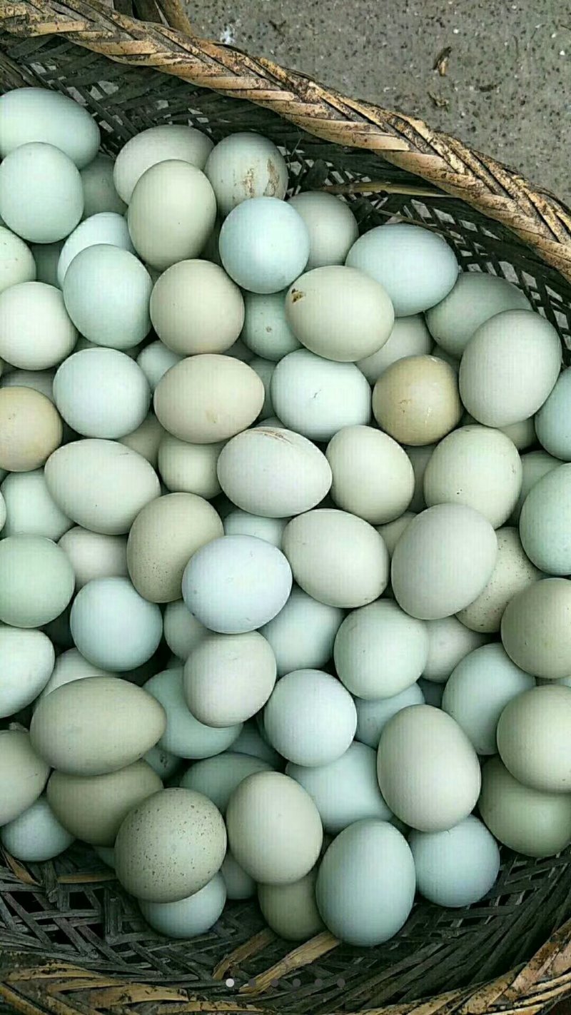 禽畜牧蛋肉
