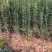 北海道黄杨北海道黄杨床苗规格齐全提供正规发票