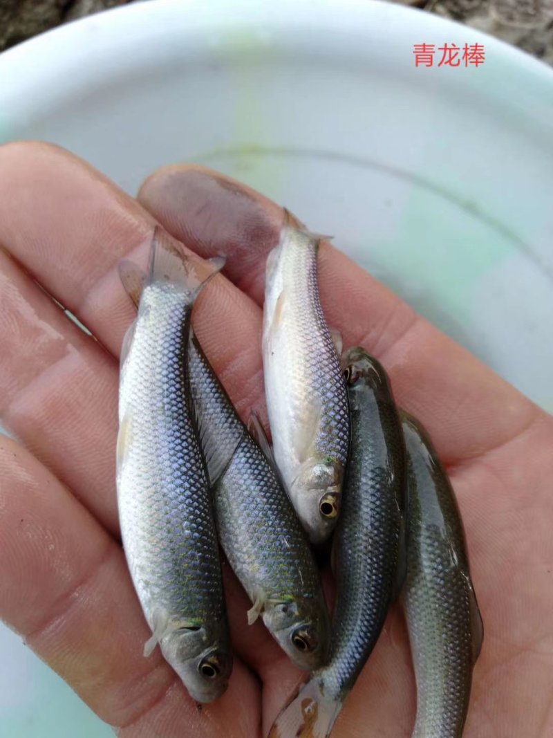 草鱼苗大小都有，正宗广草鱼苗，抗病毒生长快，云，贵川包送