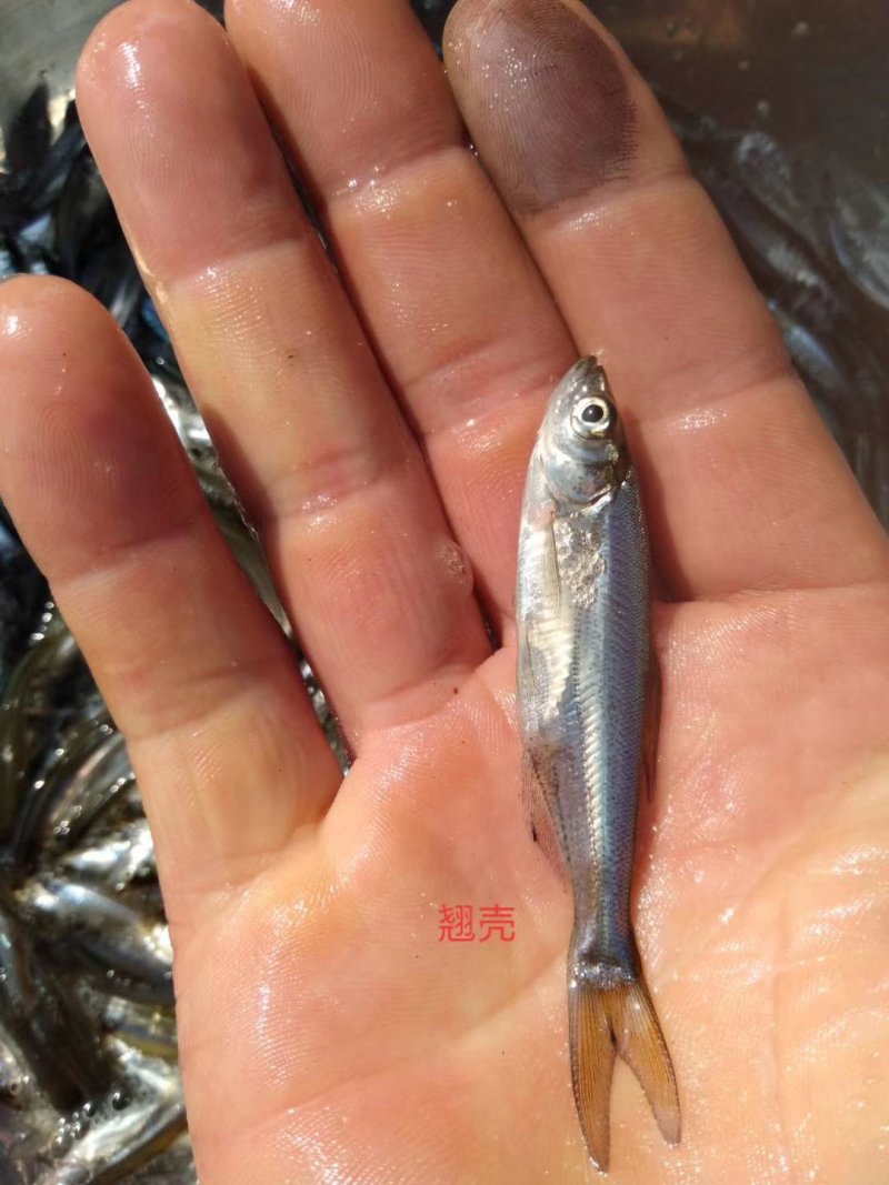 草鱼苗大小都有，正宗广草鱼苗，抗病毒生长快，云，贵川包送