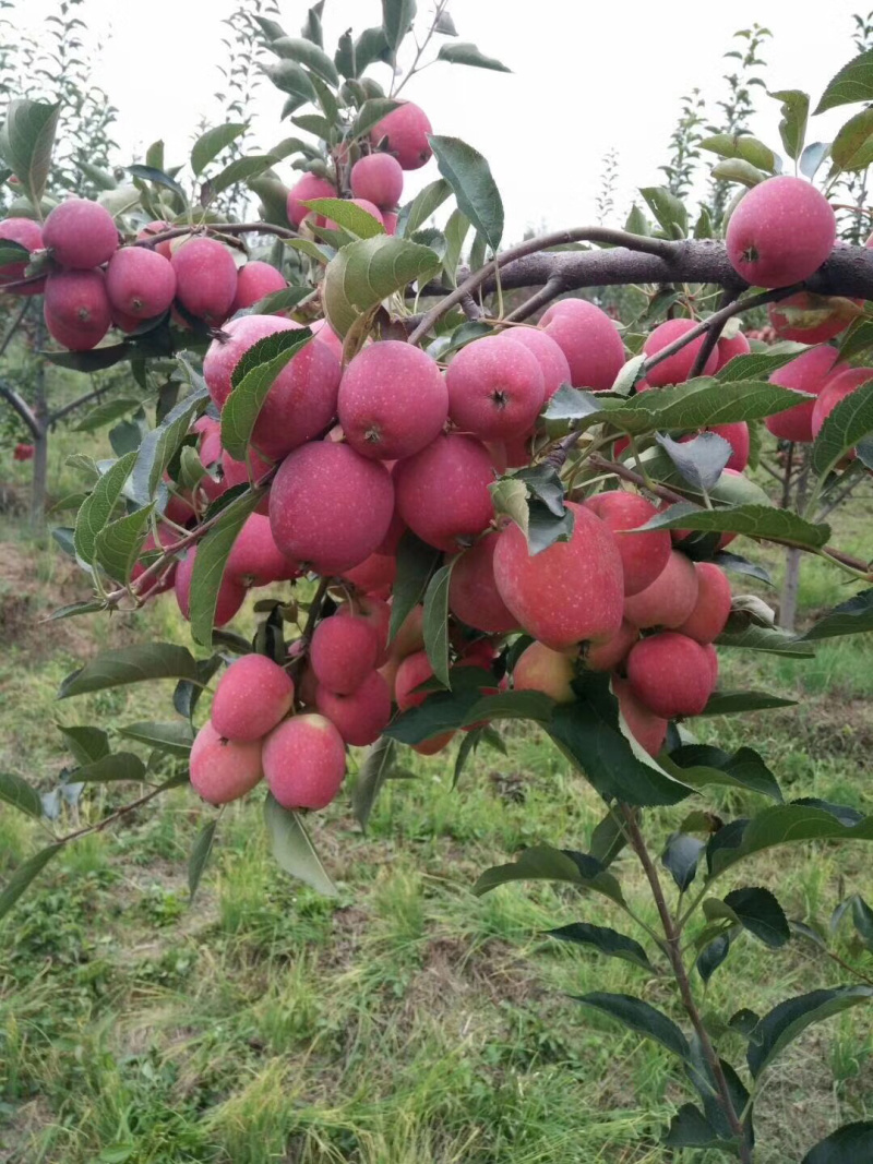 辽宁鸡心果苗耐寒矮化鸡心果树苗又名锦绣海棠