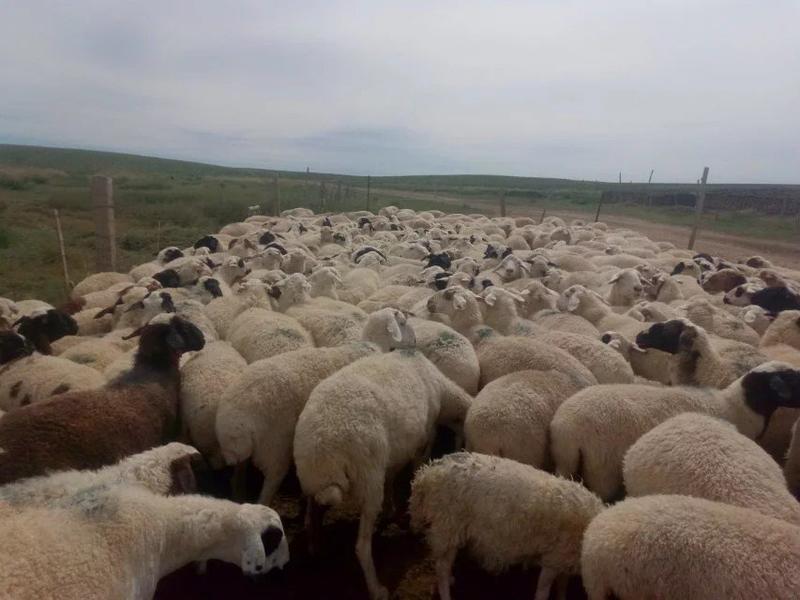 内蒙古苏尼特羊肉，肉香无膻味，每天现宰，牧场直供，正规厂