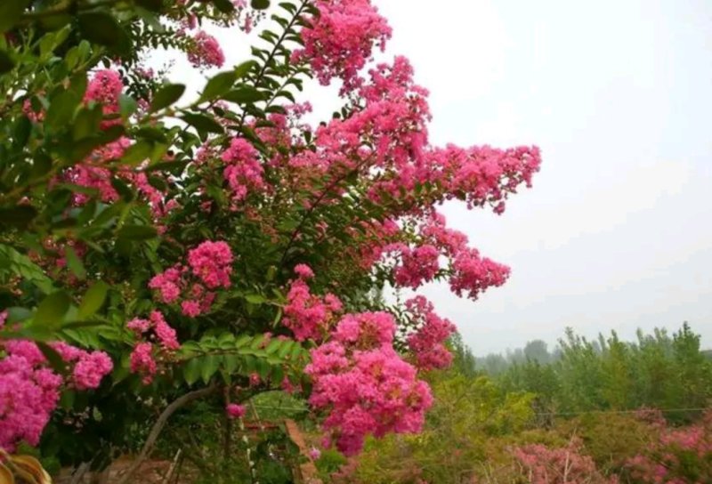 红火箭紫薇苗【速生苗】易栽型耐寒适合南方北方栽植