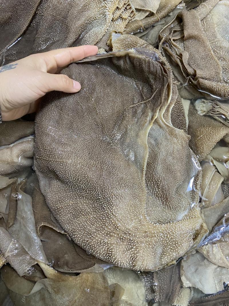 重庆火锅食材水发毛肚毛肚中间大叶片口感纯正