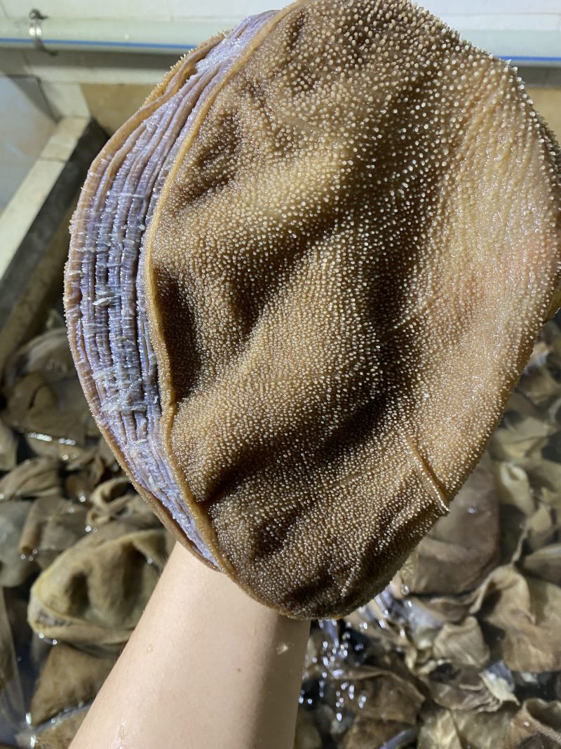 重庆火锅食材水发毛肚毛肚中间大叶片口感纯正
