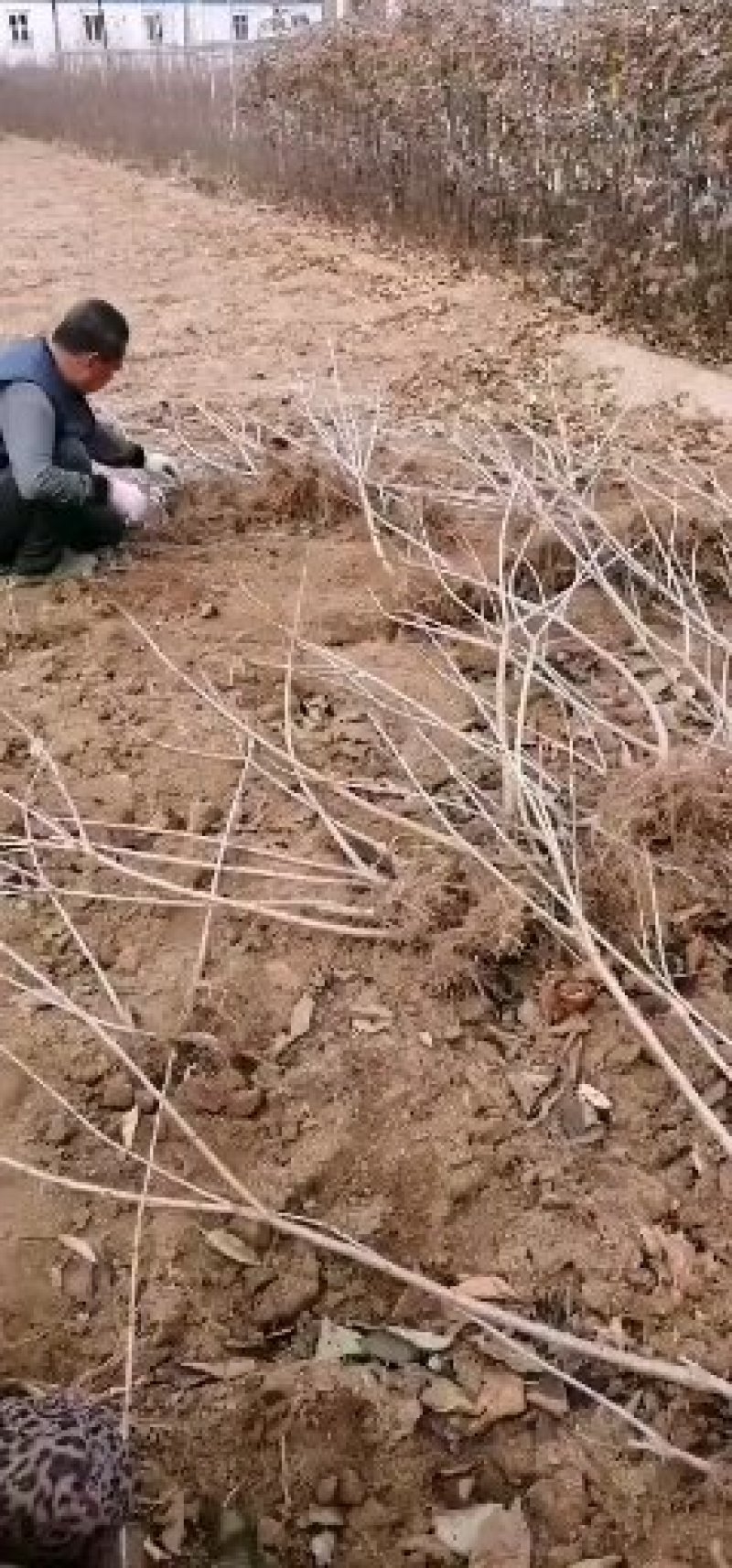 樱桃苗大樱桃苗俄八樱桃苗美早大樱桃树苗